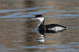 Horned Grebe In Fall Plumage