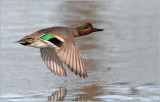 Airborne / Green -Winged Teal