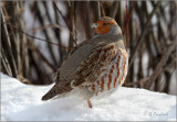 Gray Partridge