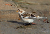 Beached Bunting