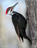 Male Pileated Woodpecker