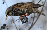 Starling In The Buckthorn