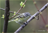 Blue Headed Vireo