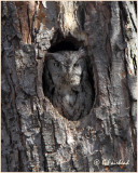 Eastern Screech Owl