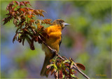 Female Baltimore Oriole