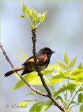 Redstart Enviro