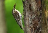 Brown Creeper At The Nest