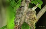 American Redstart Nest