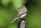 Least Flycatcher