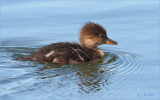 Baby Hooded Merganser