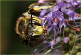 Wool Carder Bee 