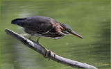 Green Heron