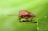 Stink Bug Of Some Sort