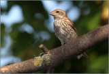 Finch Female