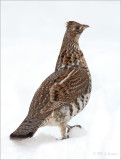 Ruffed-Grouse with a Snowball