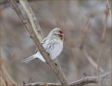 Hoary Redpoll