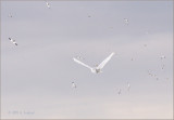  Snowy Owl being mobbed by Snow Buntings
