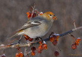 Rustic.Variant Pine Grosbeak