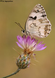 IMG_1800n.jpg