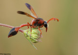 IMG_1952n.jpg