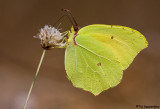 IMG_4506n.jpg