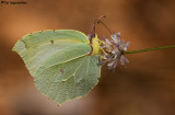 IMG_4526n.jpg