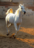 Flying Arabian Horse