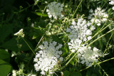 queen anne  lace...