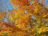 Dans les Bois-Francs