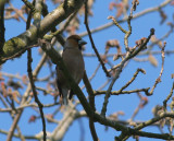 hawfinch / appelvink, Veere