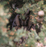 long-eared owl / ransuil, St. Laurens