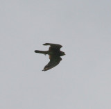 spotted kestrel, Sarangan