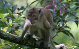 Long-tailed macaque monkey (Macaca fascicularis)