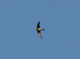 edible-nest swiftlet