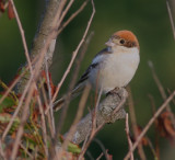 woodchat shrike / roodkopklauwier, Westkapelle