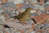 meadow pipit