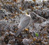 peregrine / slechtvalk, Neeltje Jans