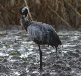 crane / kraanvogel