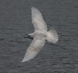 iceland gull / kleine burgemeester