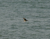 long-tailed duck / ijseend, Brouwersdam