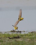 yellow wagtail / engelse gele kwikstaart