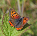 kleine vuurvlinder, Westenschouwen