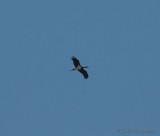 black stork / zwarte ooievaar