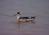 red-necked phalarope / grauwe franjepoot, zandvoortweg Middelburg