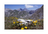 Helianthemum nummularium