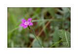 Dianthus deltoides