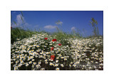 Chrysanthemum leucanthemum and Papaver rhoeas