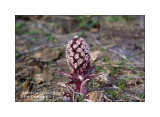 Petasites hybridus