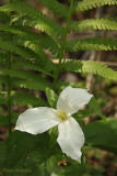 Trillium - Ontarios flower