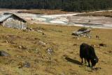 Yumtang Valley